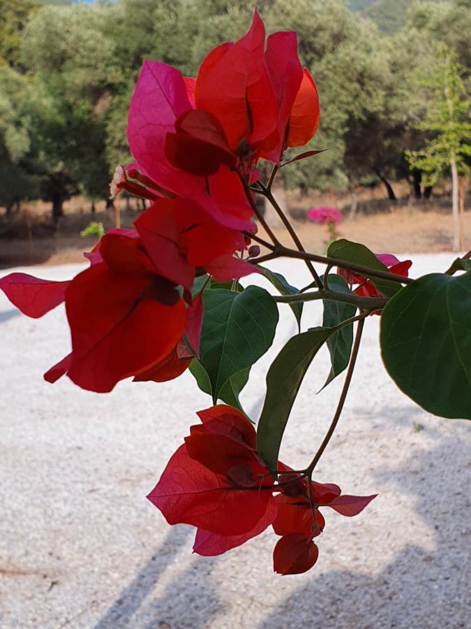 Olive Tree Apart Hotel Muğla Ngoại thất bức ảnh
